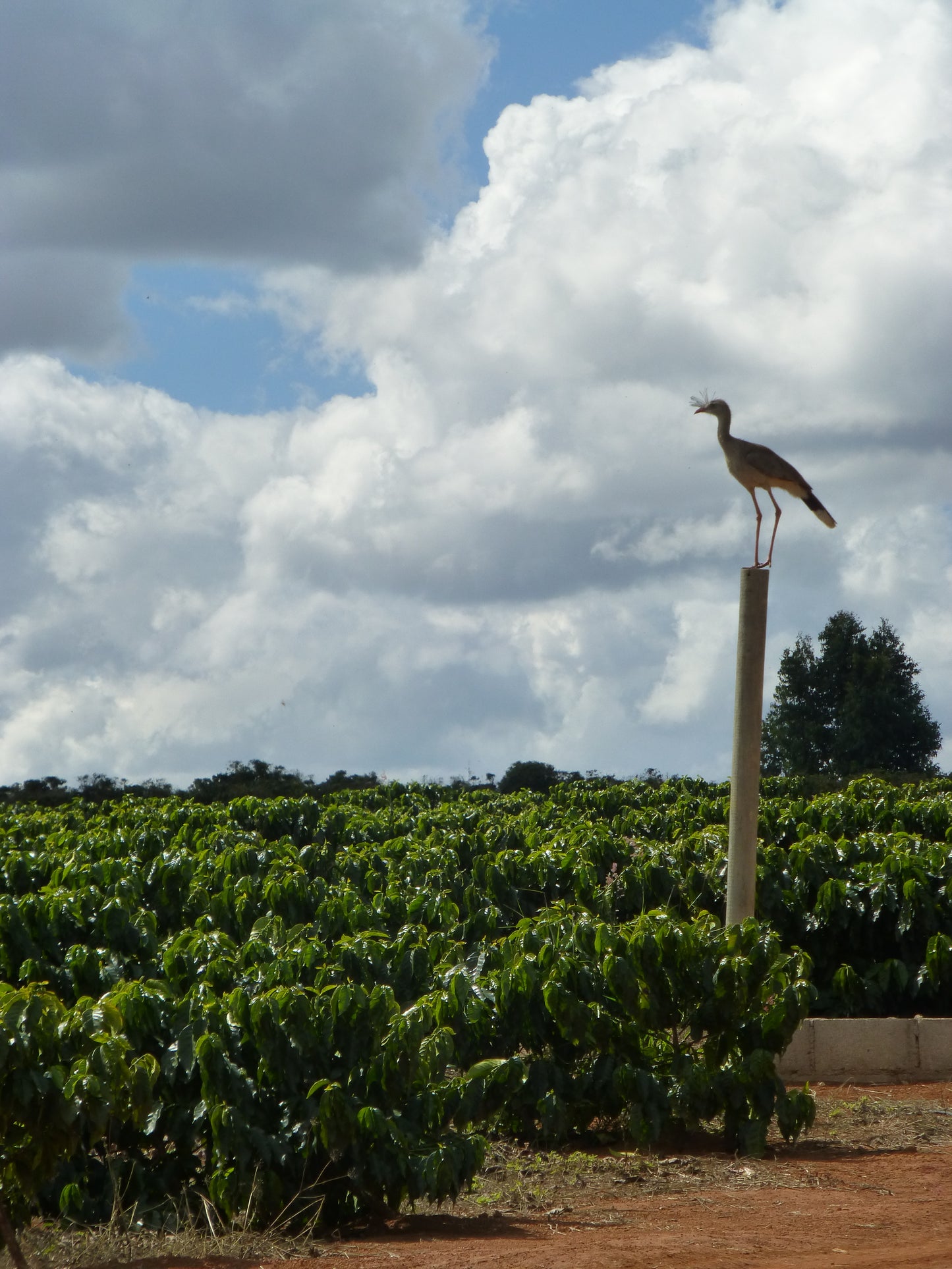 Fazenda Pantano