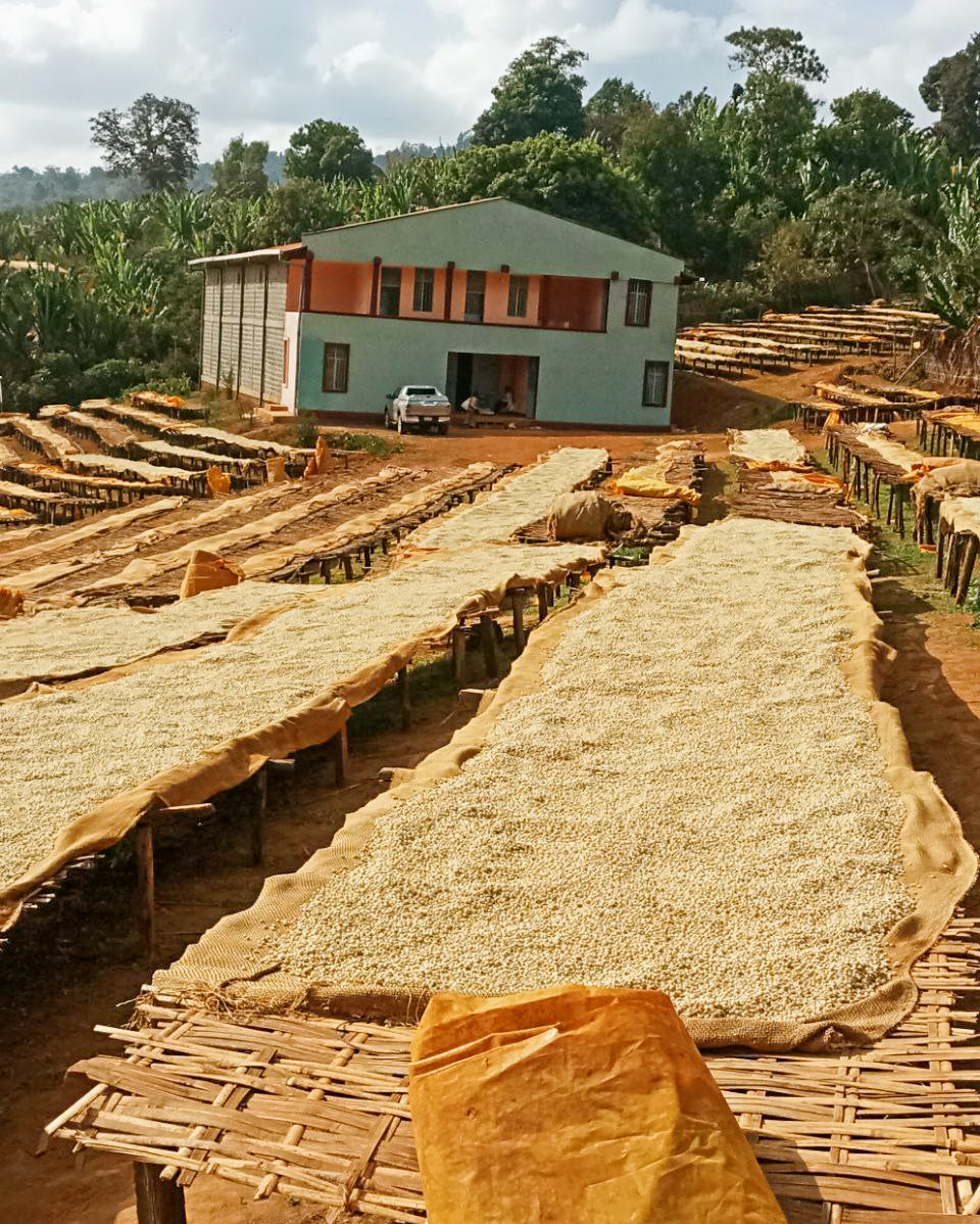 Danche Yirgacheffe